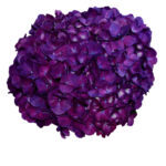 hydrangea-purple.-150x150