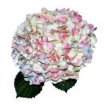 hydrangea-white-pink-antique.-150x150